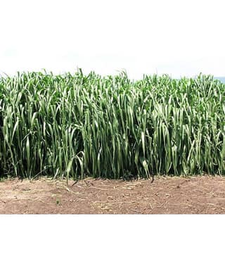 SUPER NAPIER GRASS Seed (APPROX 500 SEEDS per packet)