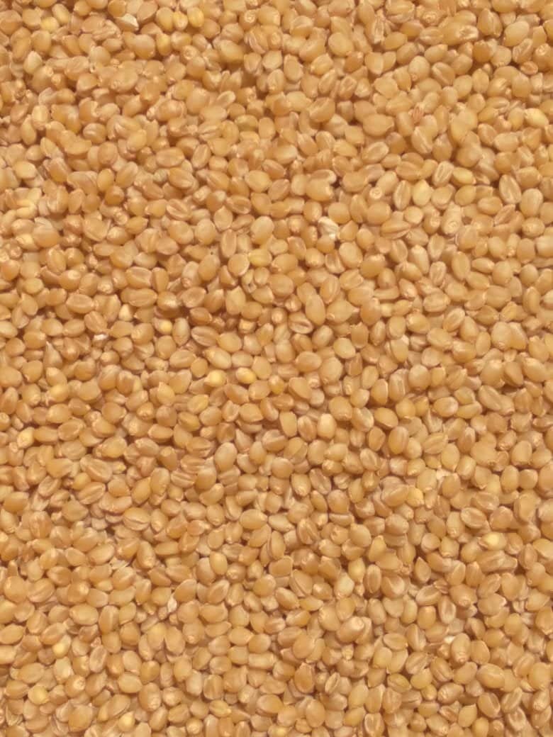Sonamoti Wheat Grains | Ancient Variety | Low Glycemic Index