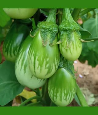 Jignisha Seeds Hybrid Brinjal Vegetable ( 50 Seeds )