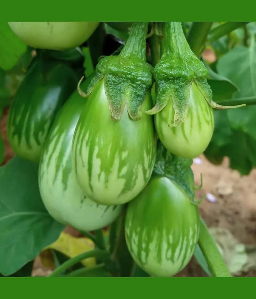 Jignisha Seeds Hybrid Brinjal Vegetable ( 50 Seeds ) view 2