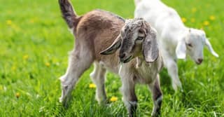 Live Goat Kid - 10 kg - One live goat kid