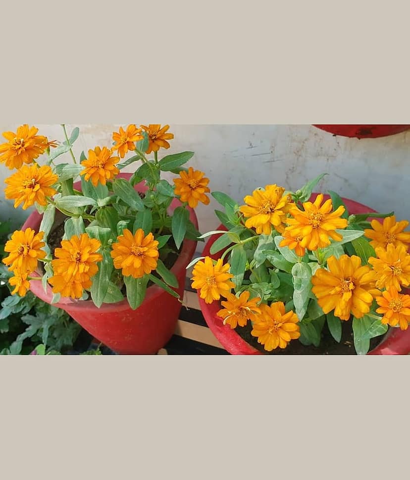 homeagro - Zinnia Mixed Flower ( 20 Seeds )