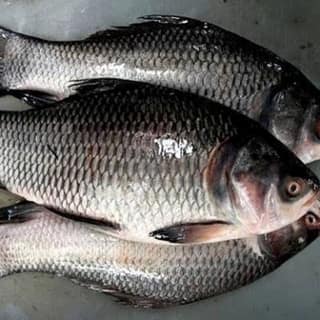 samuru ramanaiah - 1 kg - 650 grms avail for 1kilogram after processing