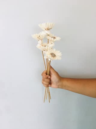 Sun Flower Sola Flower (5pcs)
