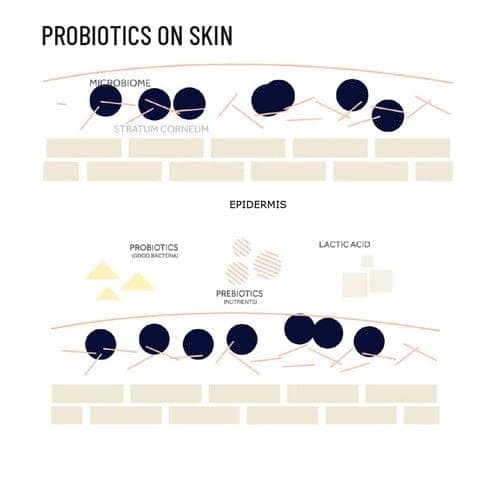 Probiotic Active Conditioner | Natural Conditioner for Hair view 4