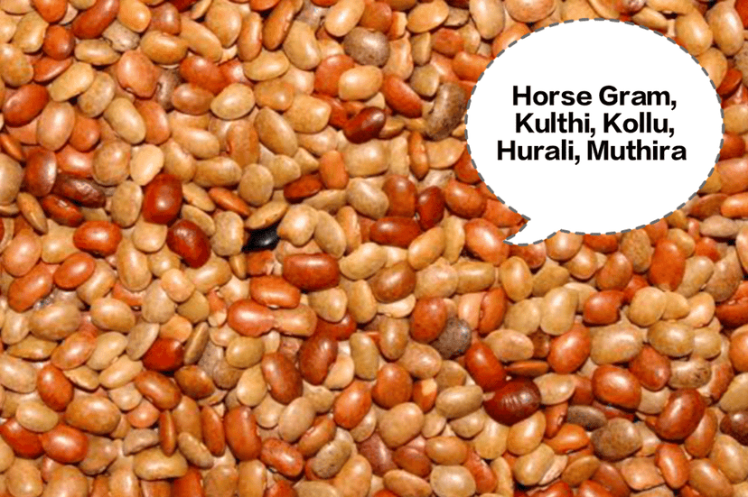 Horse Gram, Kulthi, Kollu, Hurali, Muthira view 4