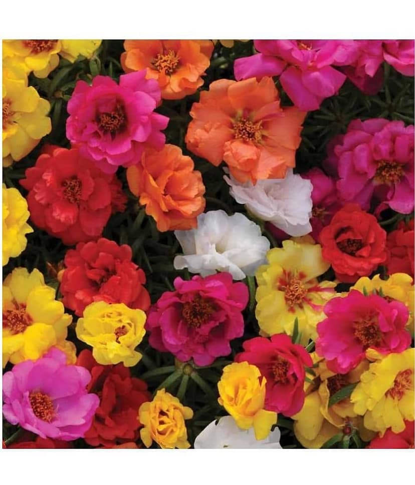Portulaca mixed flower seeds( 25+ seeds)