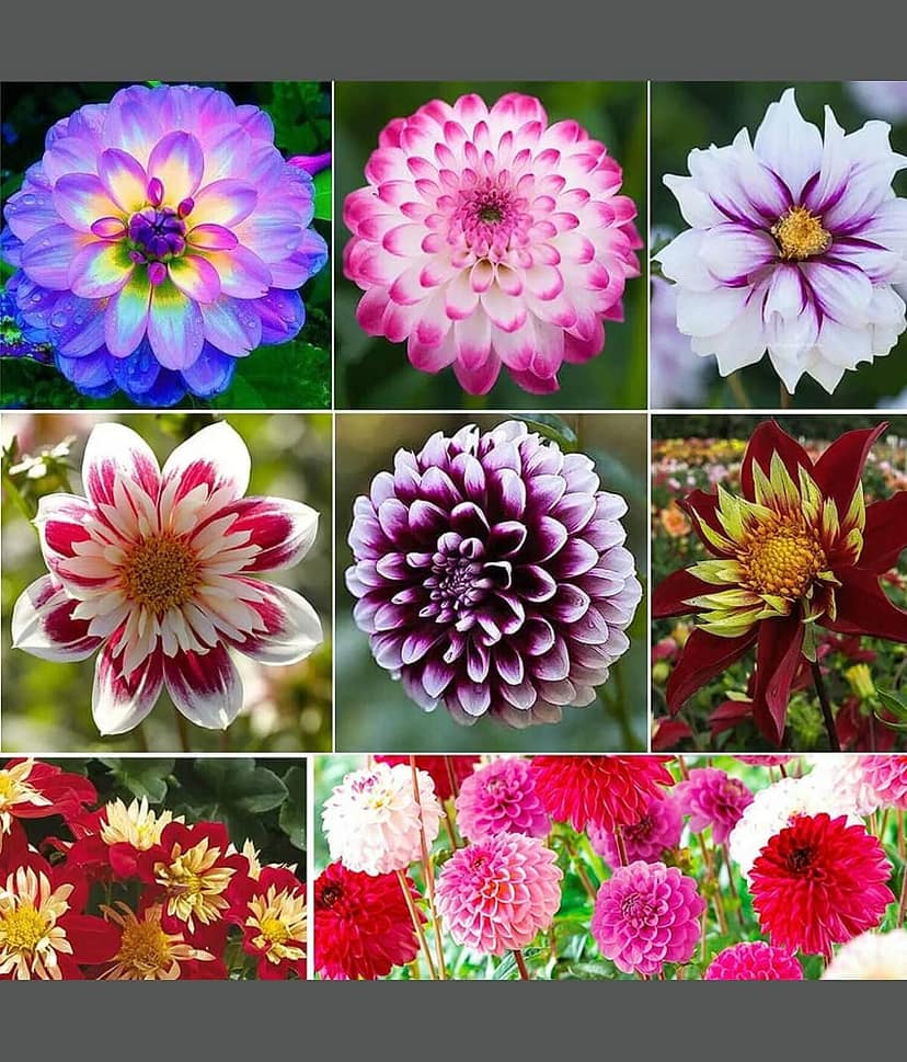 homeagro - Dahlia Mixed Flower ( 25 Seeds )