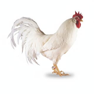 Fresh Whole Chicken - 1 kg - One whole chicken
