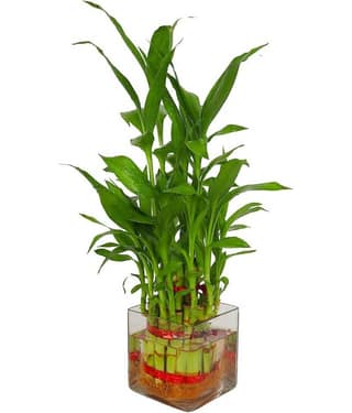 Green plant indoor - Green Wild Artificial Flowers With Pot ( Pack of 1 )