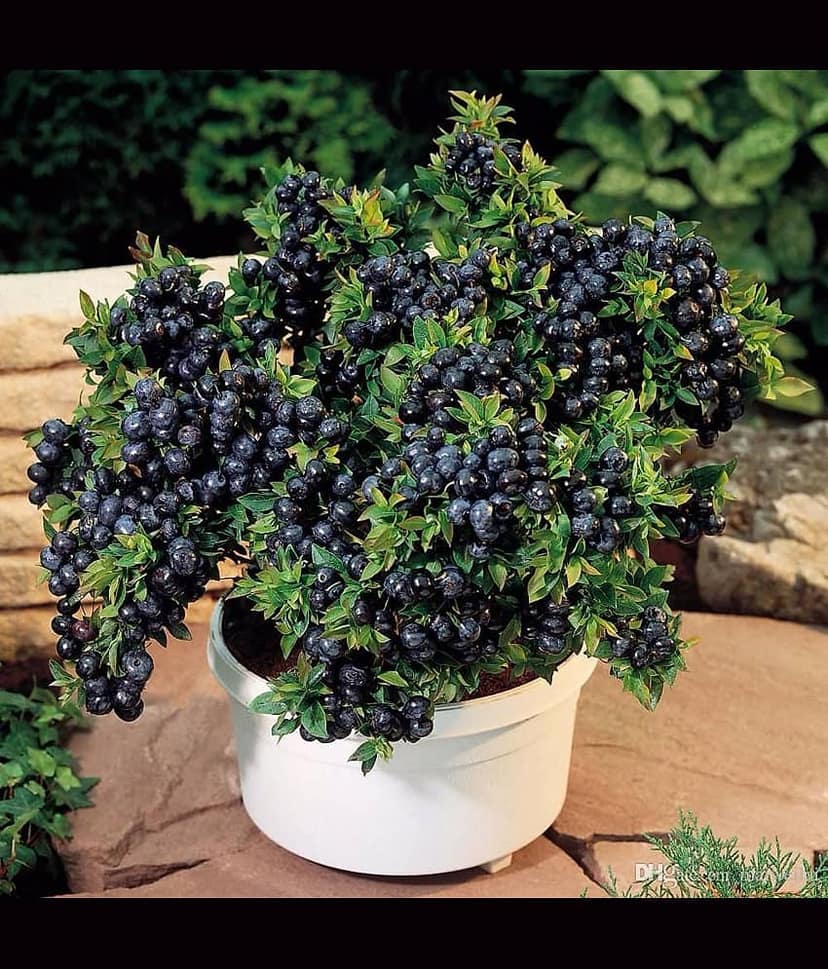 Green india 100% original bonsai fress hybrid seeds