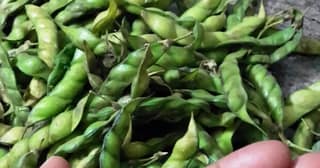 Turichya Shenga 500 Gms