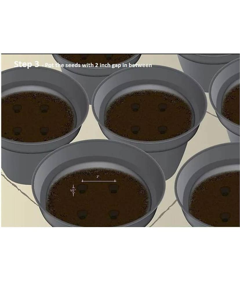 Fruit Seeds Mega Combo (Apple, Orange, Lemon, Guava, Cherry, Grapes, Papaya, Pomegranate)-45 Different Seeds/Packet view 2