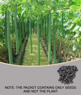 Ridge Gourd torai dhardar 20 seeds high germination seeds with instruction manual