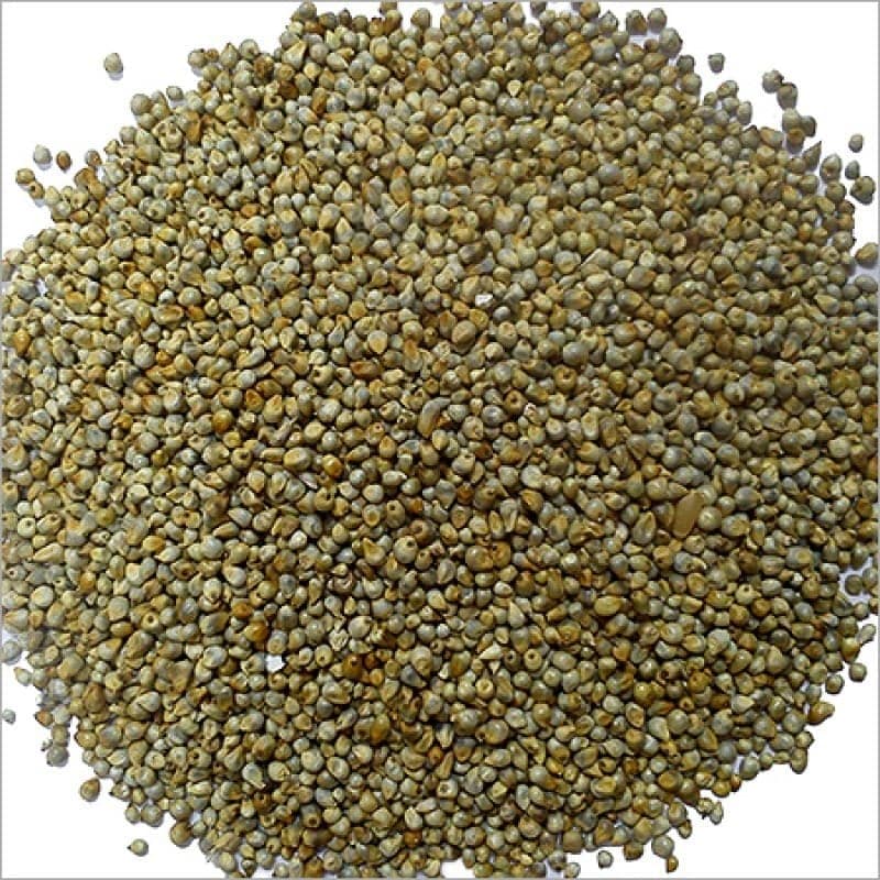 Bajra (Pearl Millet) view 3