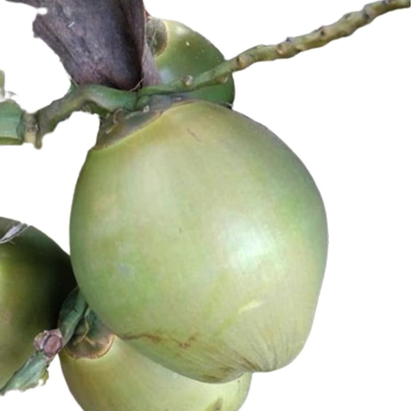 Super Saver ( Get pack of 5 Coconuts ) view 3