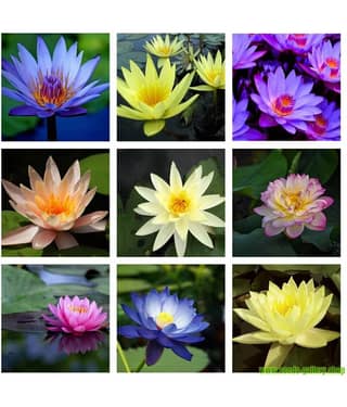 Flare Seeds 25 Mixed Colourful Lotus Seeds