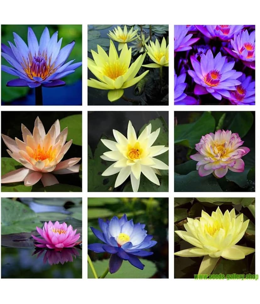 Flare Seeds 25 Mixed Colourful Lotus Seeds
