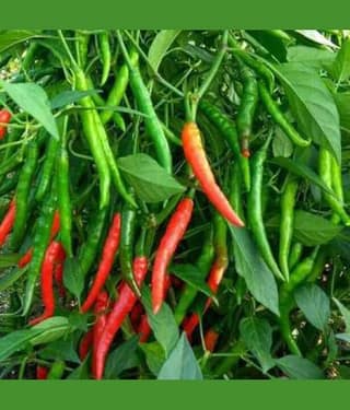 Trothic Gardens Green/RED Chilli Country Seeds (50 Seeds Pack)