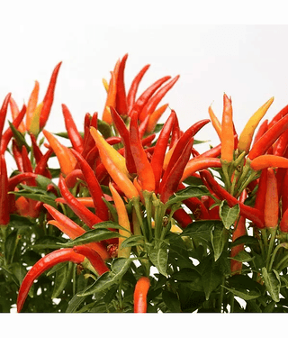 Chilli Surajmukhi - Desi Vegetable Seeds