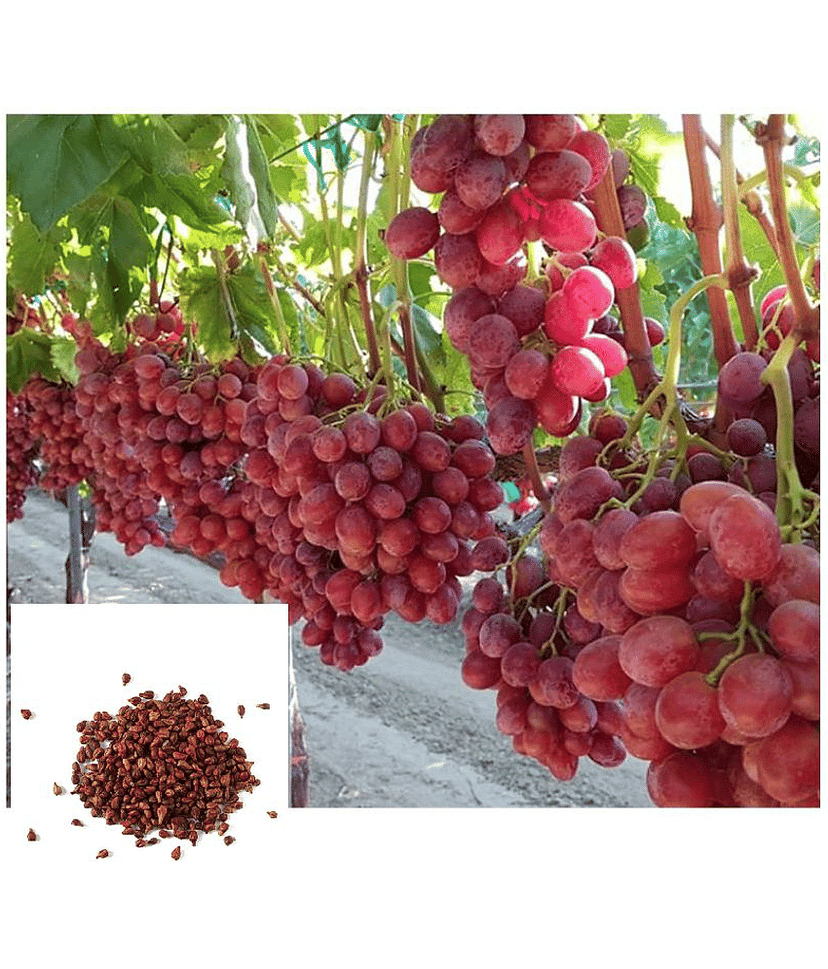 Grape Seeds Fruit Plant Seeds For Home Garden Kitchen Garden Fruit - 20 seed