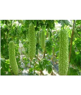 homeagro - Bitter Gourd Vegetable ( 20 Seeds )