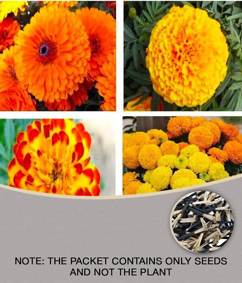 homeagro- African Marigold Flower Seeds (Pack of 30)