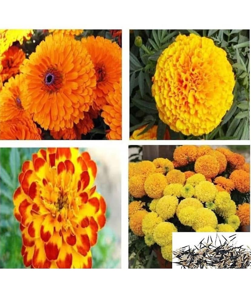homeagro- African Marigold Flower Seeds (Pack of 30) view 2