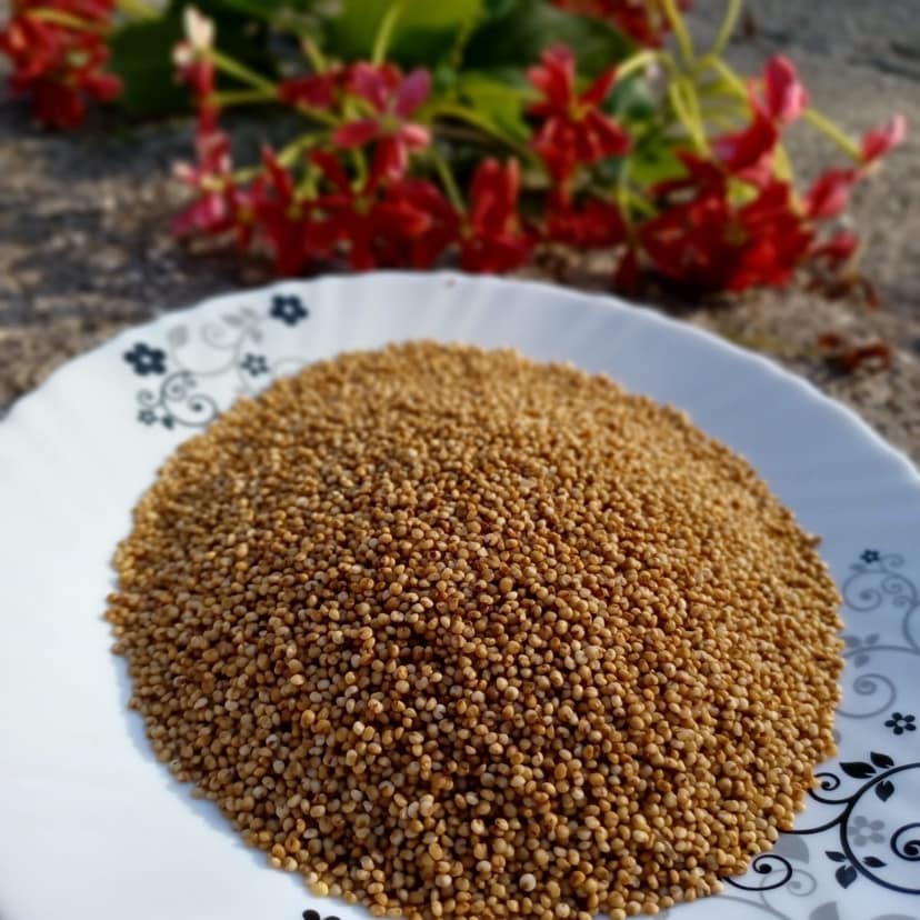 Deolali Pravara Naturals Unpolished Kodo Millet | High Fibre & Gluten Free | Healthy Cooking view 2