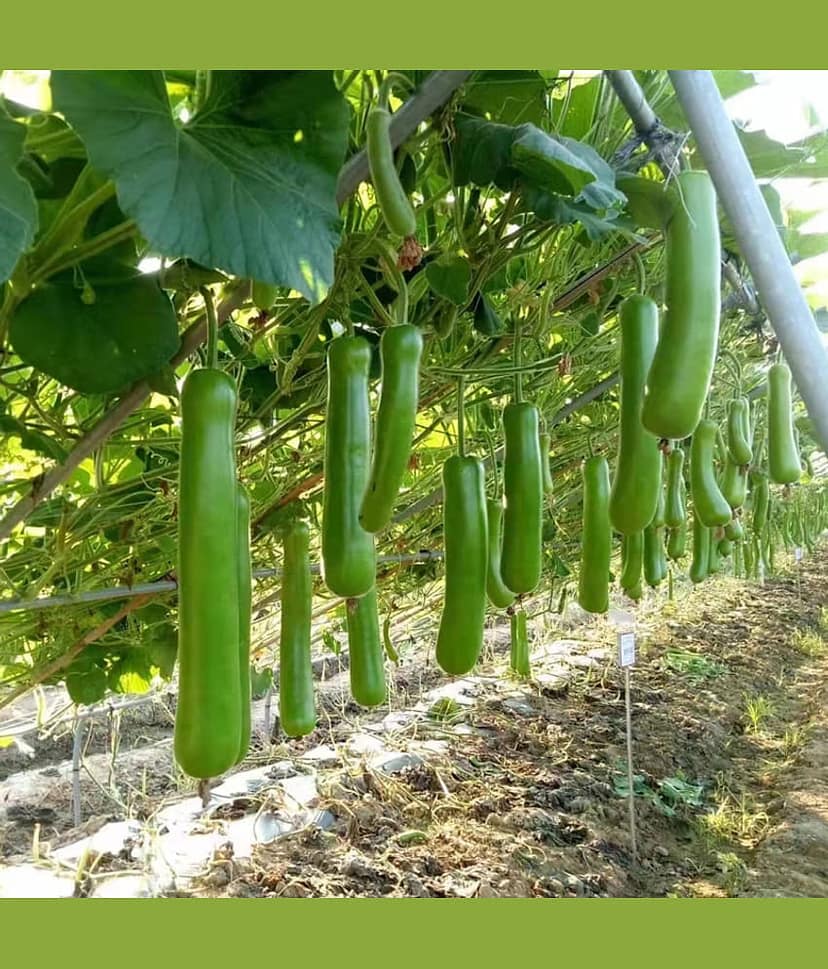 Jignisha Seeds Bottle Gourd Vegetable ( 20 Seeds ) view 2
