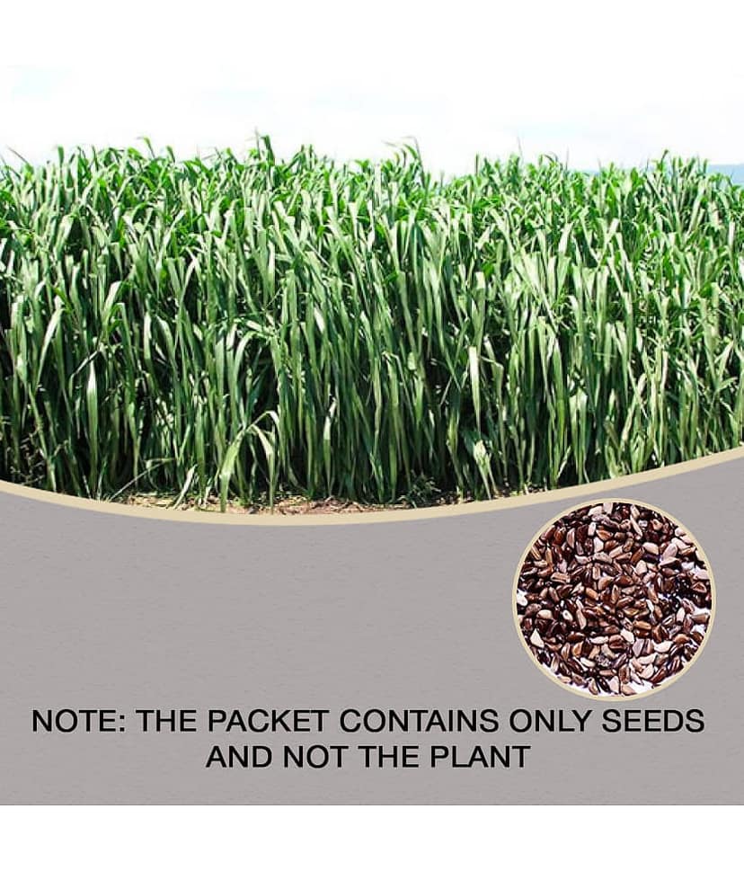 SUPER NAPIER GRASS Seed (APPROX 500 SEEDS per packet)