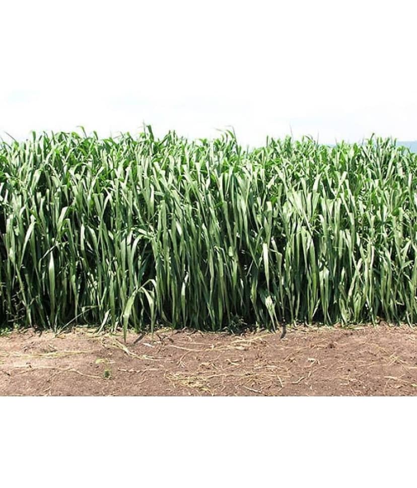 SUPER NAPIER GRASS Seed (APPROX 500 SEEDS per packet) view 2