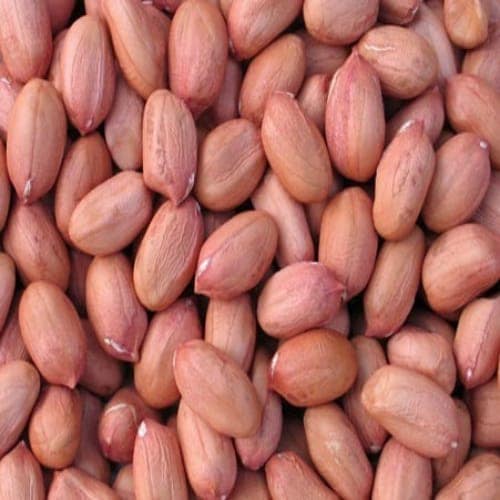 GROUNDNUT (PEANUT) view 3