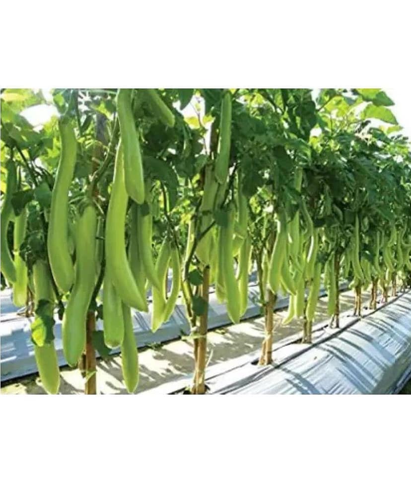 Recron Seeds - Brinjal Vegetable ( 50 Seeds ) view 2