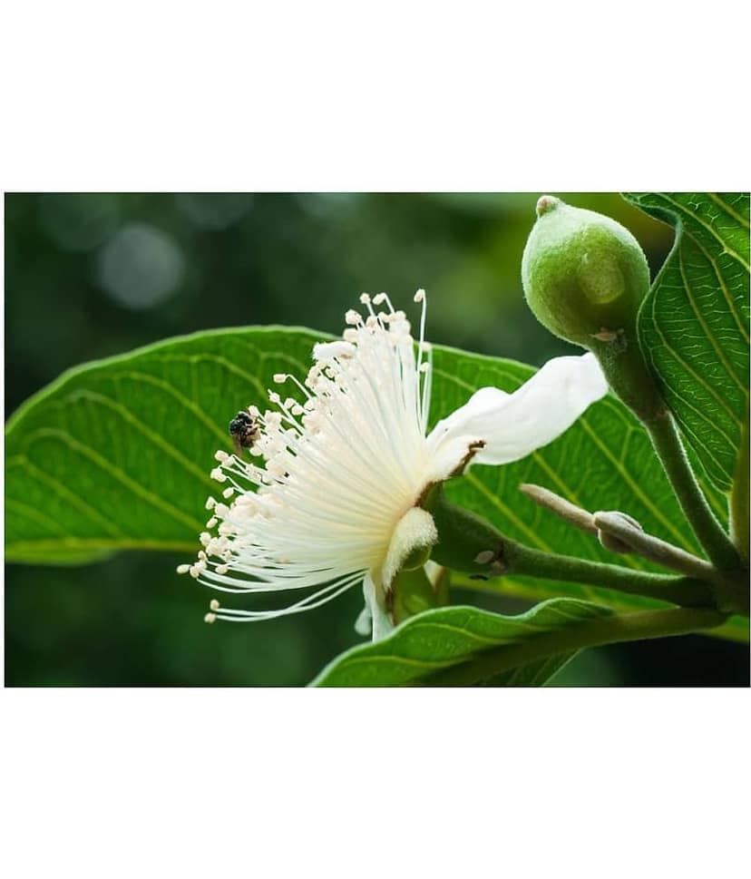 Golden Hills Farm Dwarf Sweet White Guava/Psidium guajava Fast Growing 50 seeds view 2