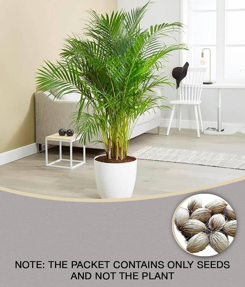 homeagro - Areca palm Plant ( 5 Seeds )