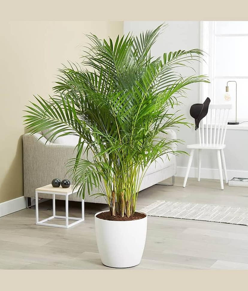 homeagro - Areca palm Plant ( 5 Seeds ) view 2