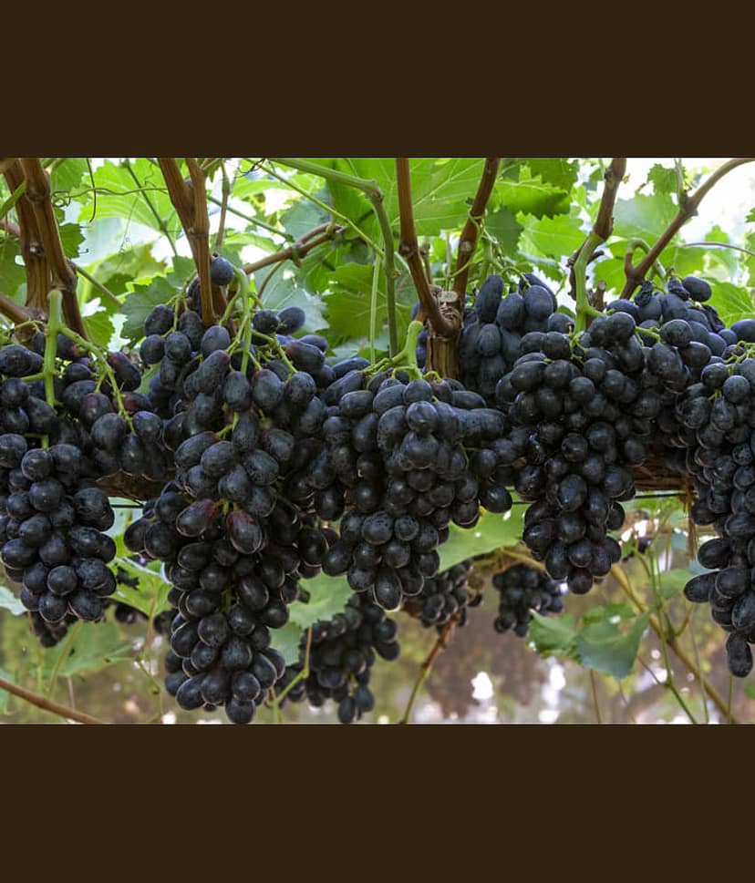 homeagro - Black Grape Fruit ( 20 Seeds ) view 2