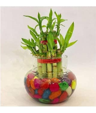 Green plant indoor Indoor Bamboo Plant ( Pack of 1 )