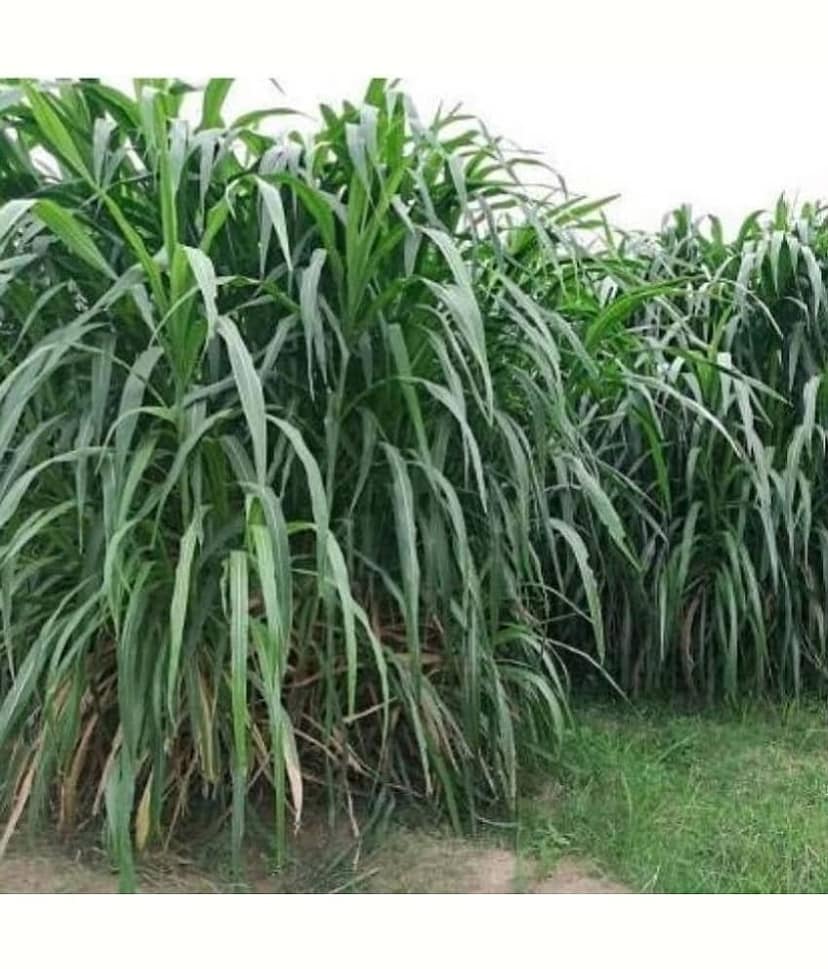 SUPER NAPIER GRASS 500 SEEDS PACK WITH MANUAL
