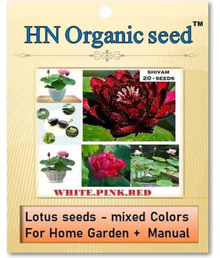 homeagro - Flower Seeds ( Lotus seeds -mixed colours 20 seeds )