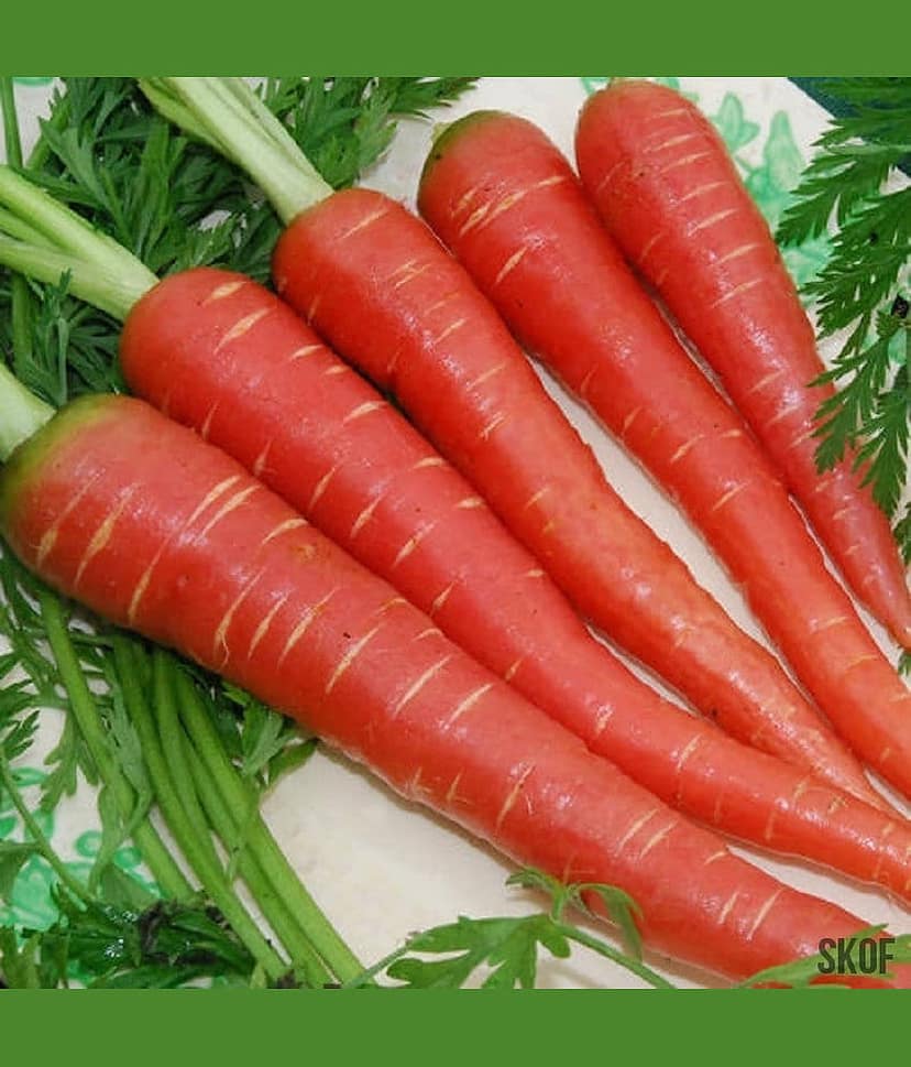 Jignisha Seeds Hybrid Carrot Vegetable ( 50 Seeds )