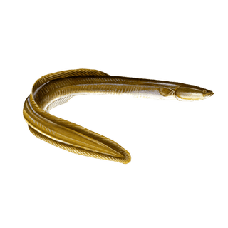 Yellow Vaam Eel Steaks 1 Kg