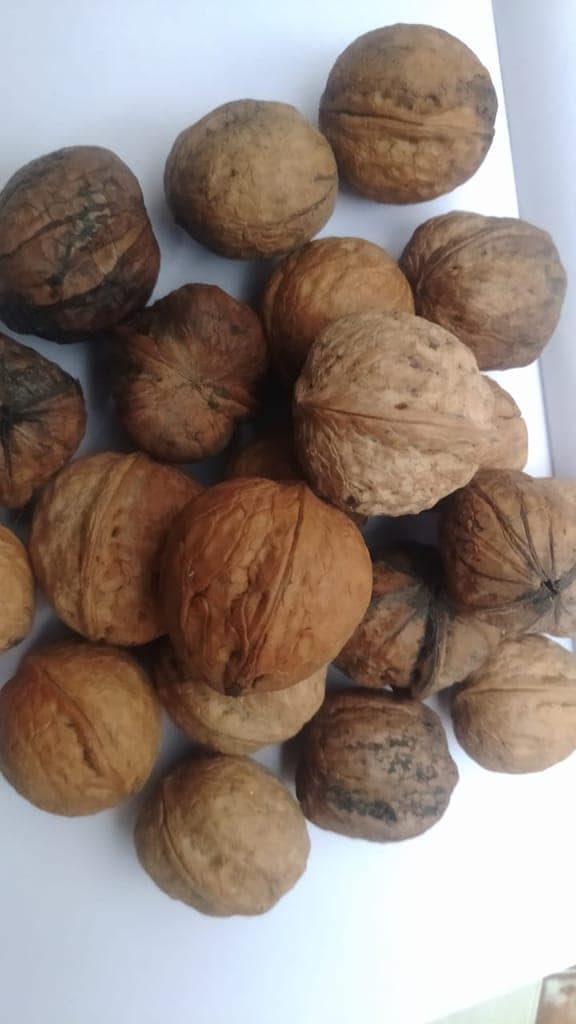Walnut (With Shell) view 4