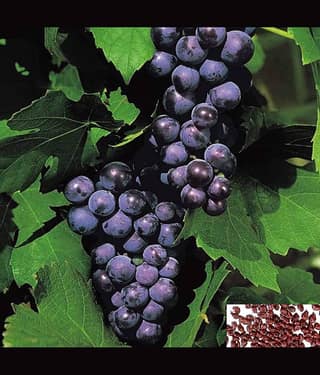 homeagro- Grape Bonsai Fruit Seeds (Pack of 20)