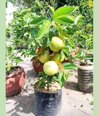 Cloud Farm Outdoor Fruit Plant ( Pack of 1 )