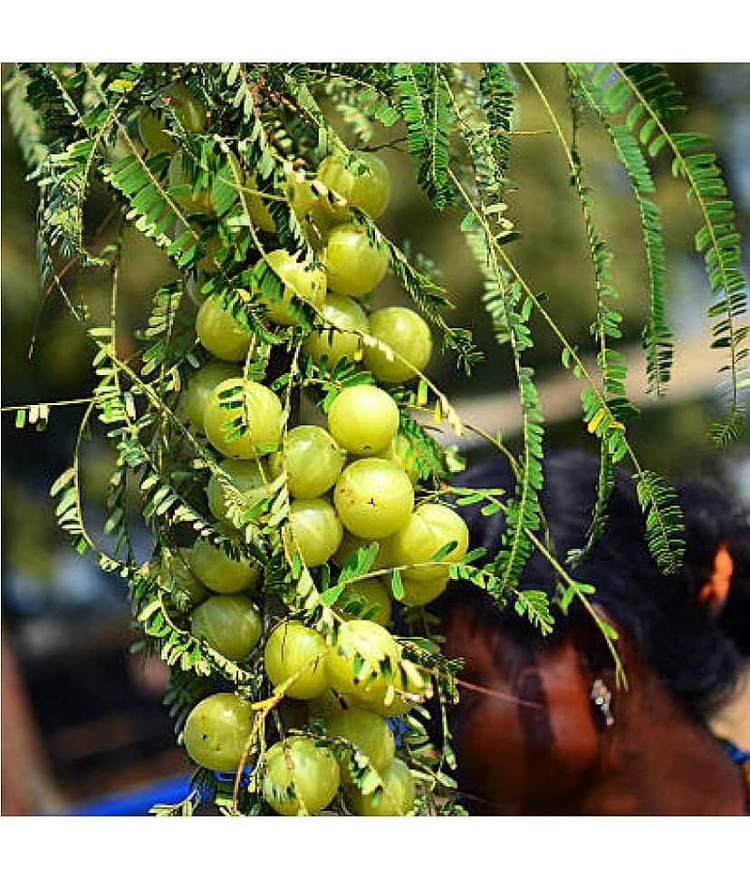 Jignisha Seeds Amla Fruit ( 30 Seeds ) view 2