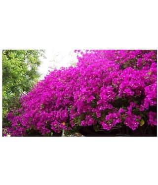 AZALEA GARDENS Bougainvillea Spectabilis Willd Bonsai Plant Seeds 20 PCS Bougainvillea seeds
