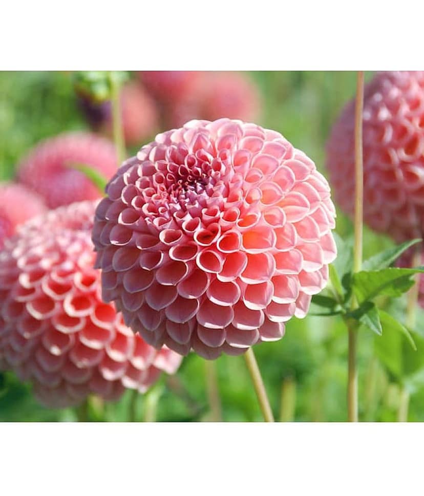 Zonato Dahlia Winter Flower Seeds (Pack Of 50)