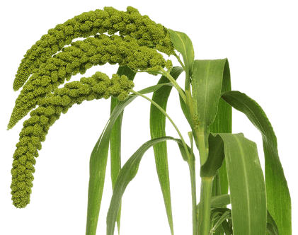 Foxtail Millet Grain view 2